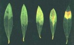 شكل 3 - تاثير كمبود کلسیم بر روي برگ‌هاي زیتون